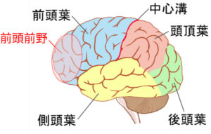 前頭前野