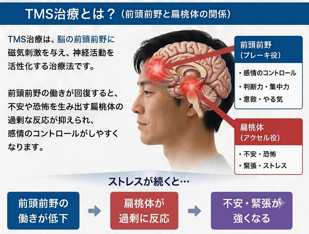 前頭前野と扁桃体